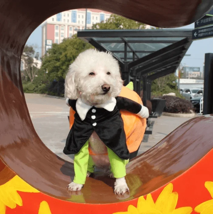 🎃Halloween Special 49% OFF🎃Dog & Cat Pumpkin Halloween Costume(BUY 2 GET FREE SHIPPING）-Festivesl