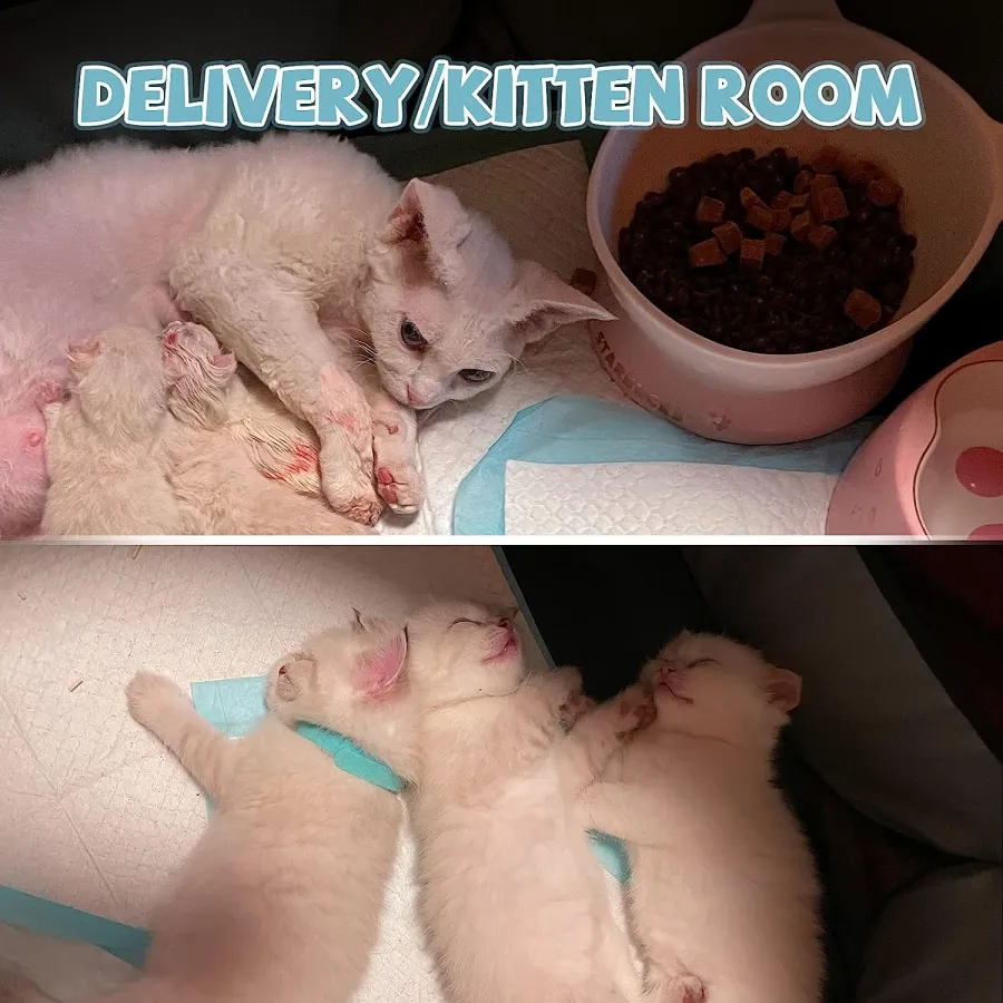 49% OFF🔥Portable Cat Dog Crate-Festivesl