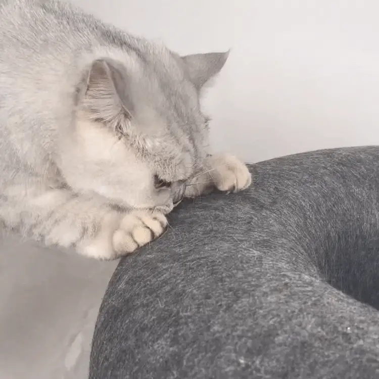 🔥Last Day Promotion -50% OFF🔥MeowMaze Tunnel Bed-Festivesl