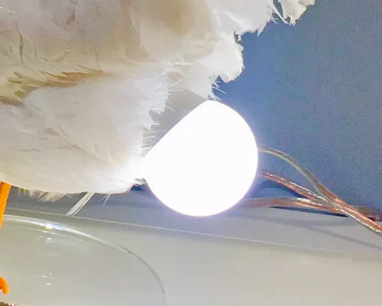 🔥Christmas Gift 70% OFF🎁Very odd yet quite intriguing chicken egg lamp is considered art-Festivesl