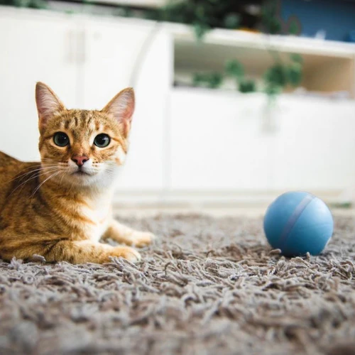 Happy Doggie Magic Ball-Festivesl