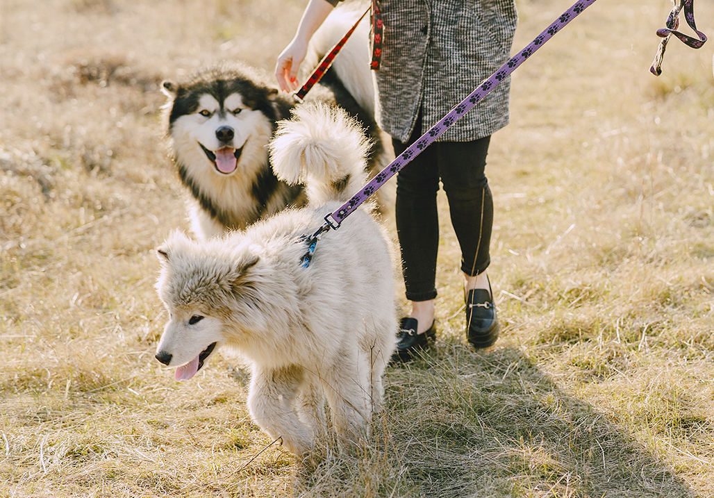 How to Stop Your Dog From Pulling on the Lead?