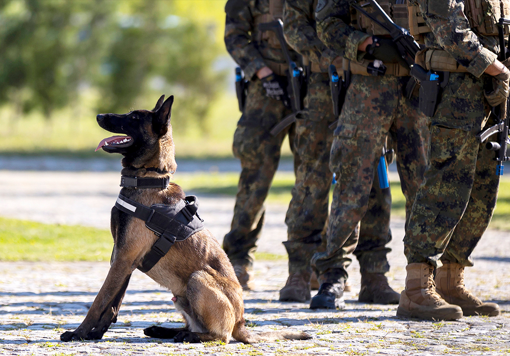 Exploring the Diverse Roles of Working Dogs