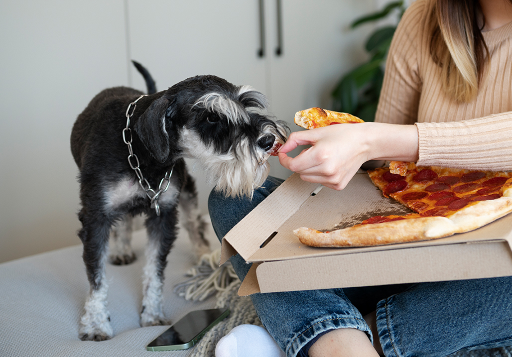 Can dogs eat store turkey lunch meat