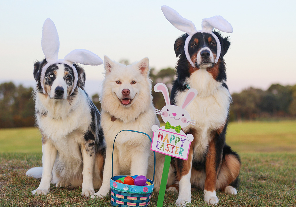 6 Fun Ways to Celebrate Easter with Your Dogs