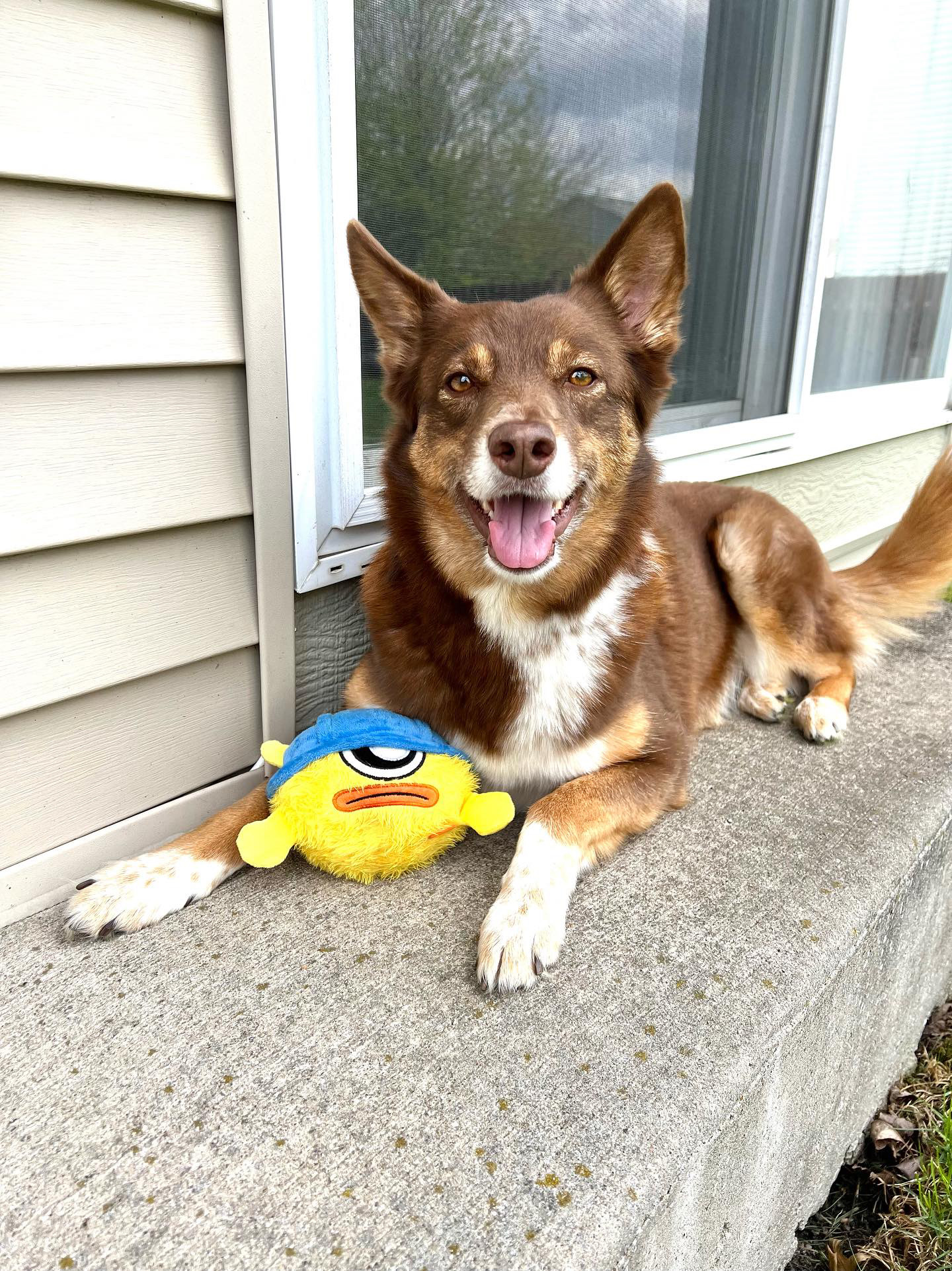 Interactive Dog Toys - The Mysterious Bobby