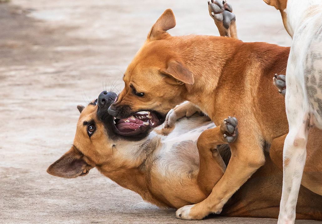 Как бороться с собаками. Статистика бездомных собак. Лабрадор ретривер атака. Обрабоькаот клещей жл собак. Защита при нападении собаки.