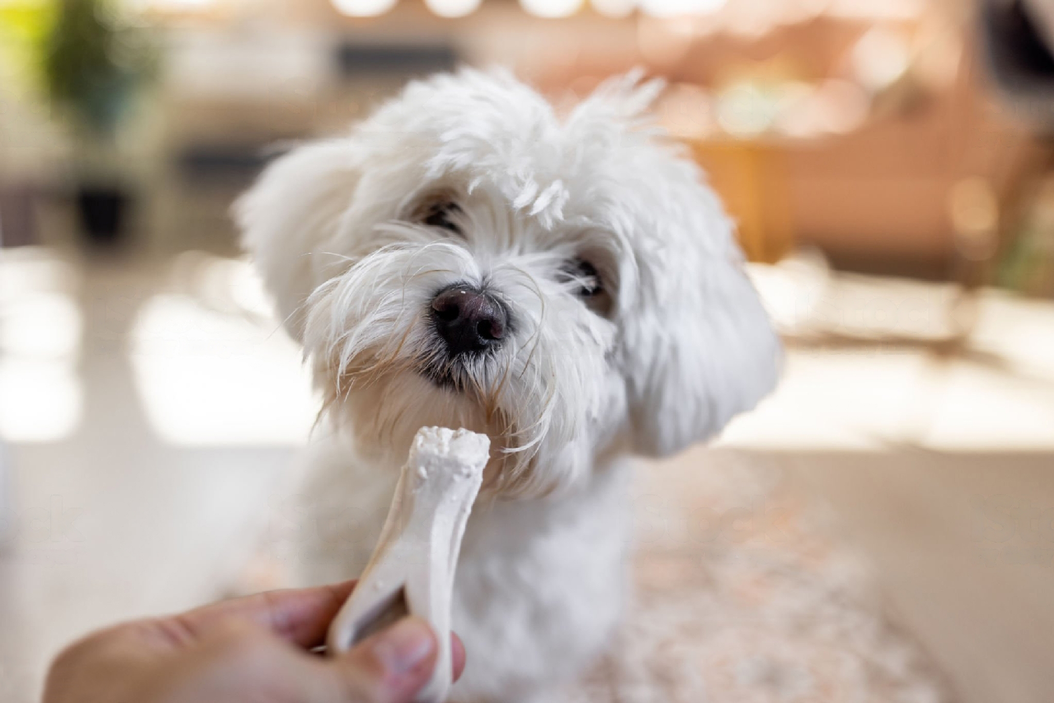 Choosing the Best Toys for Your Dog