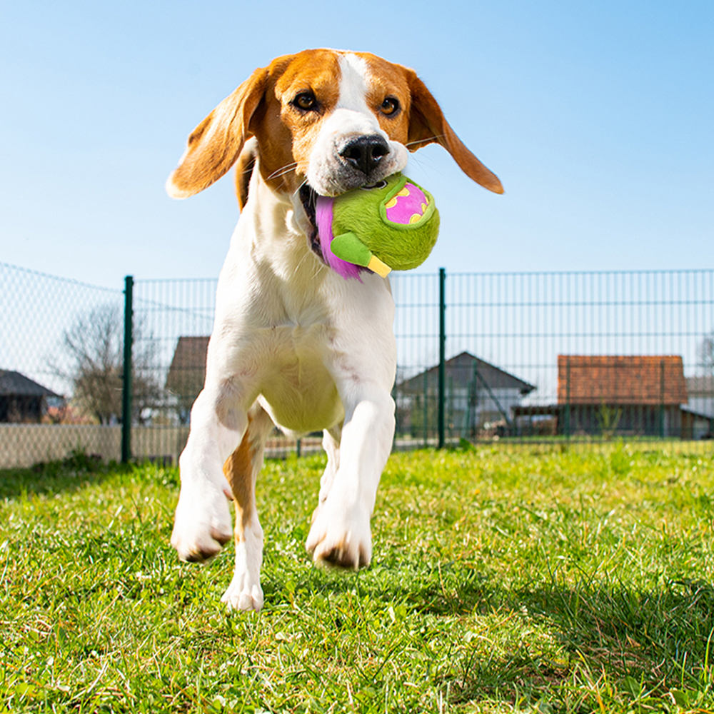 Interactive Dog Toys - The Rock Bobby