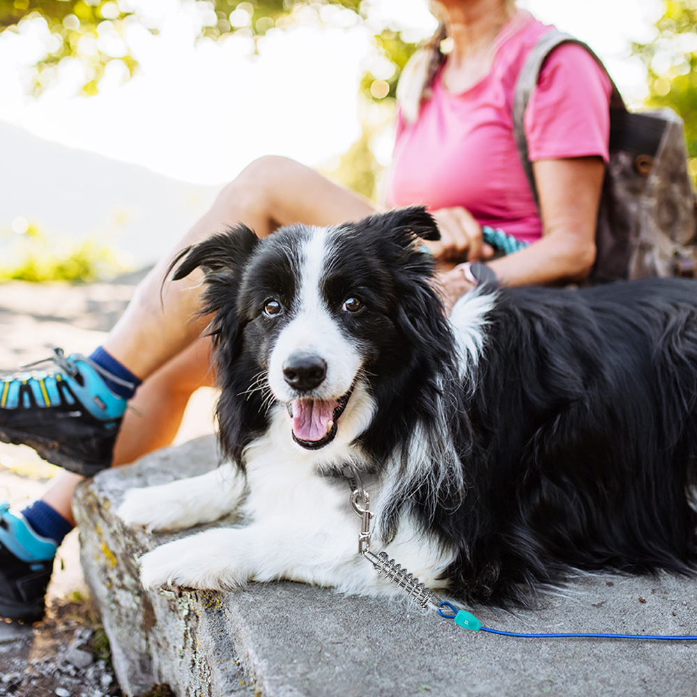 Dog Tie-Out Cable - 20ft