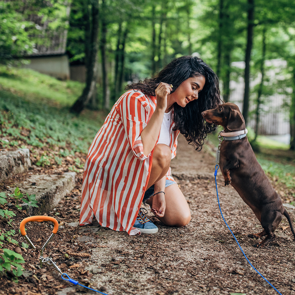Dog Tie-out Cable & Stake