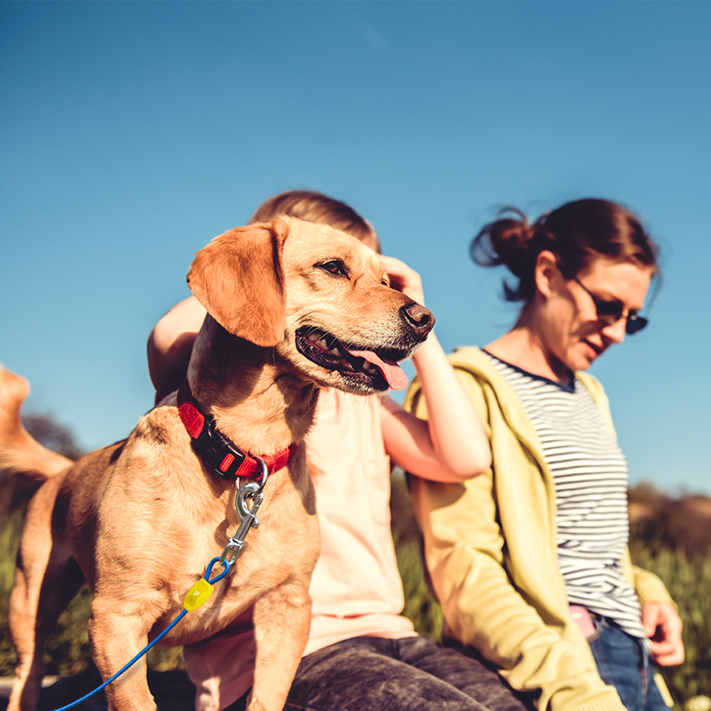 Dog Tie-Out Cable - 15ft