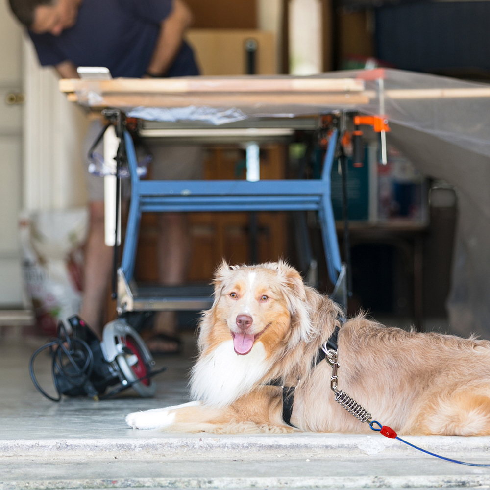 Dog Tie-Out Cable - 40ft