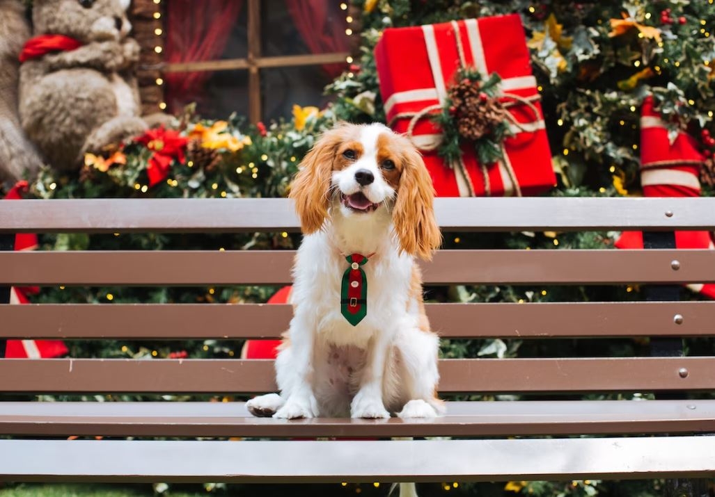 5 Fun Ways to Celebrate Christmas with Your Pet