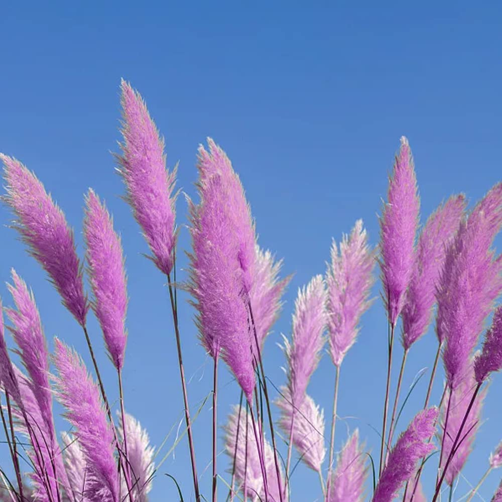 Rare Mixed Colors Pampas Grass Seeds, So beautifully decorated courtya