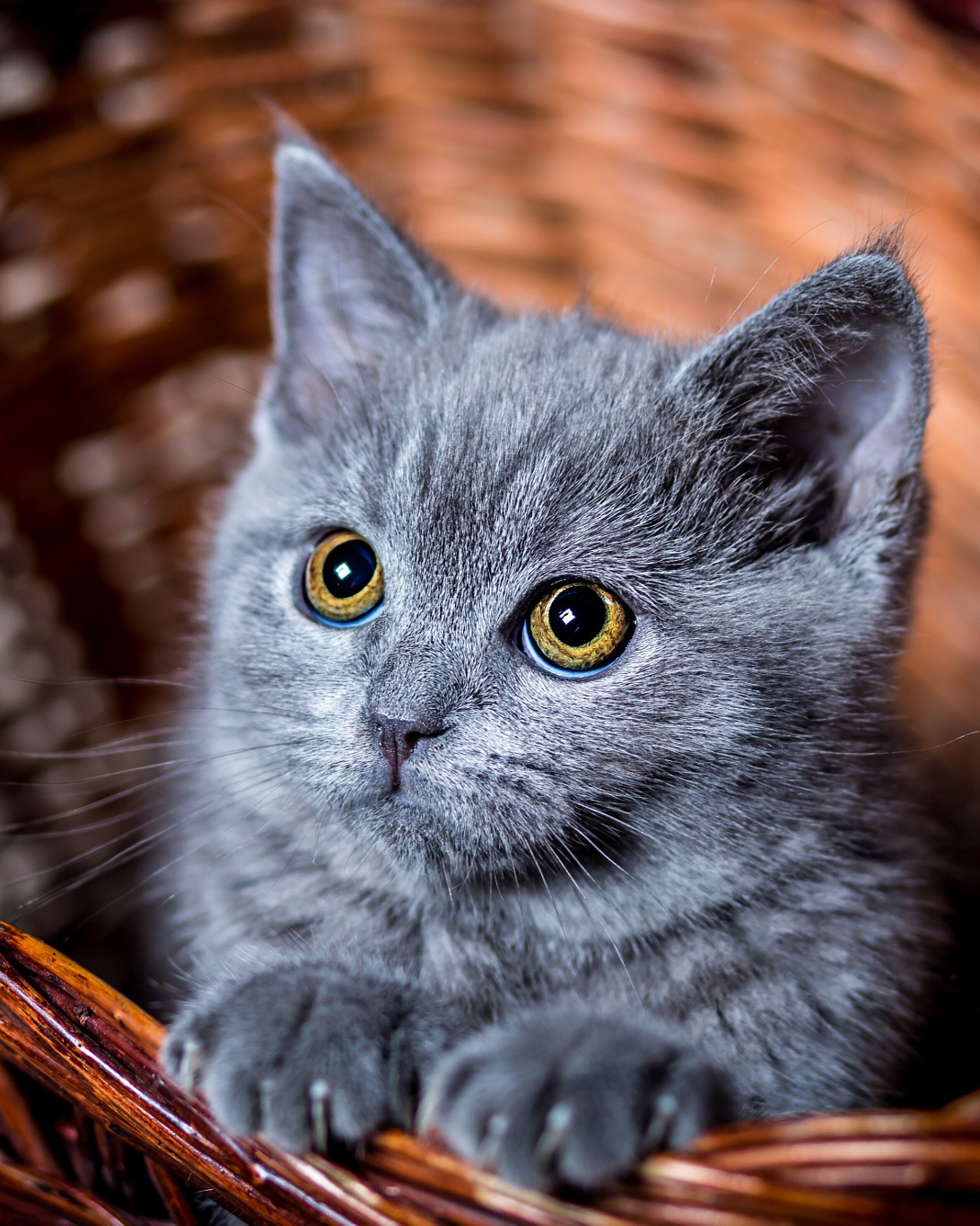 cat,cat eyes,cat sitting in a basket