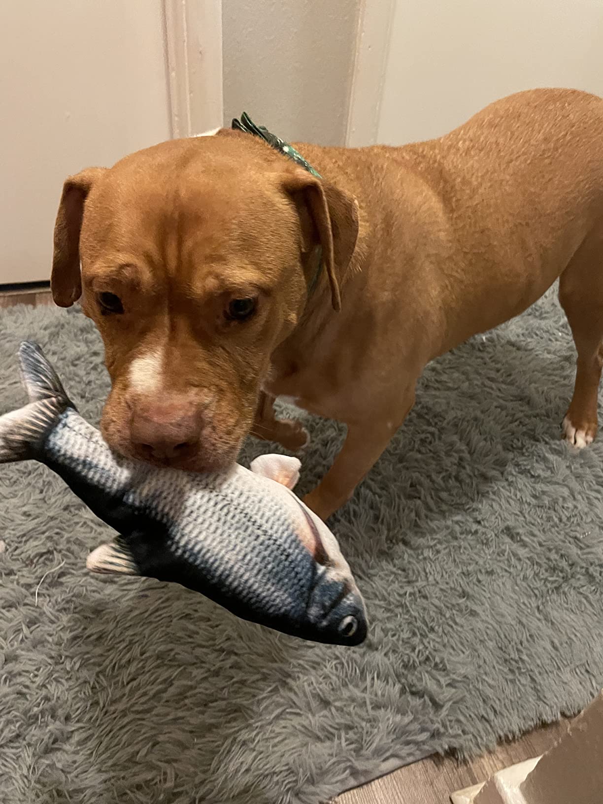 Flopping Fish Toy