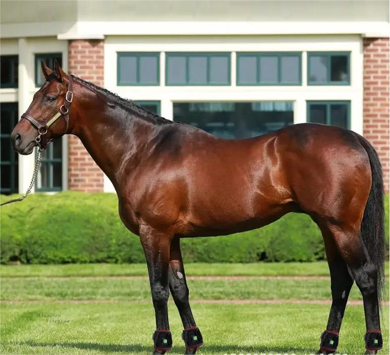 Red Light Therapy for Dogs Arthritis Pain Relief at Home