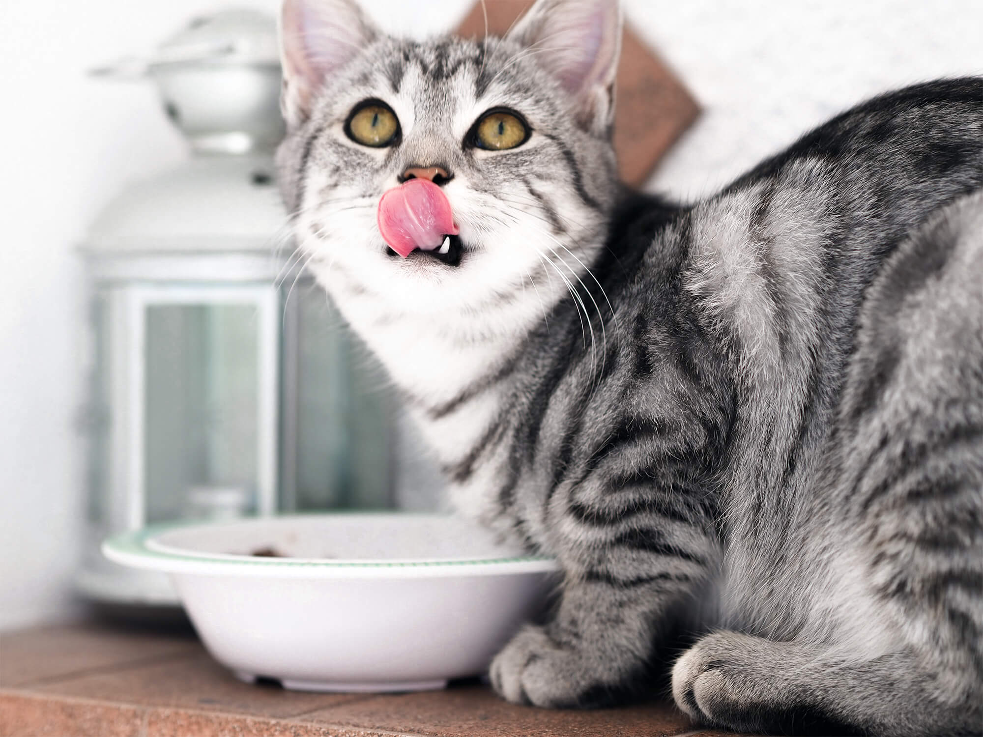 How do you disinfect a pet bowl?Petwant