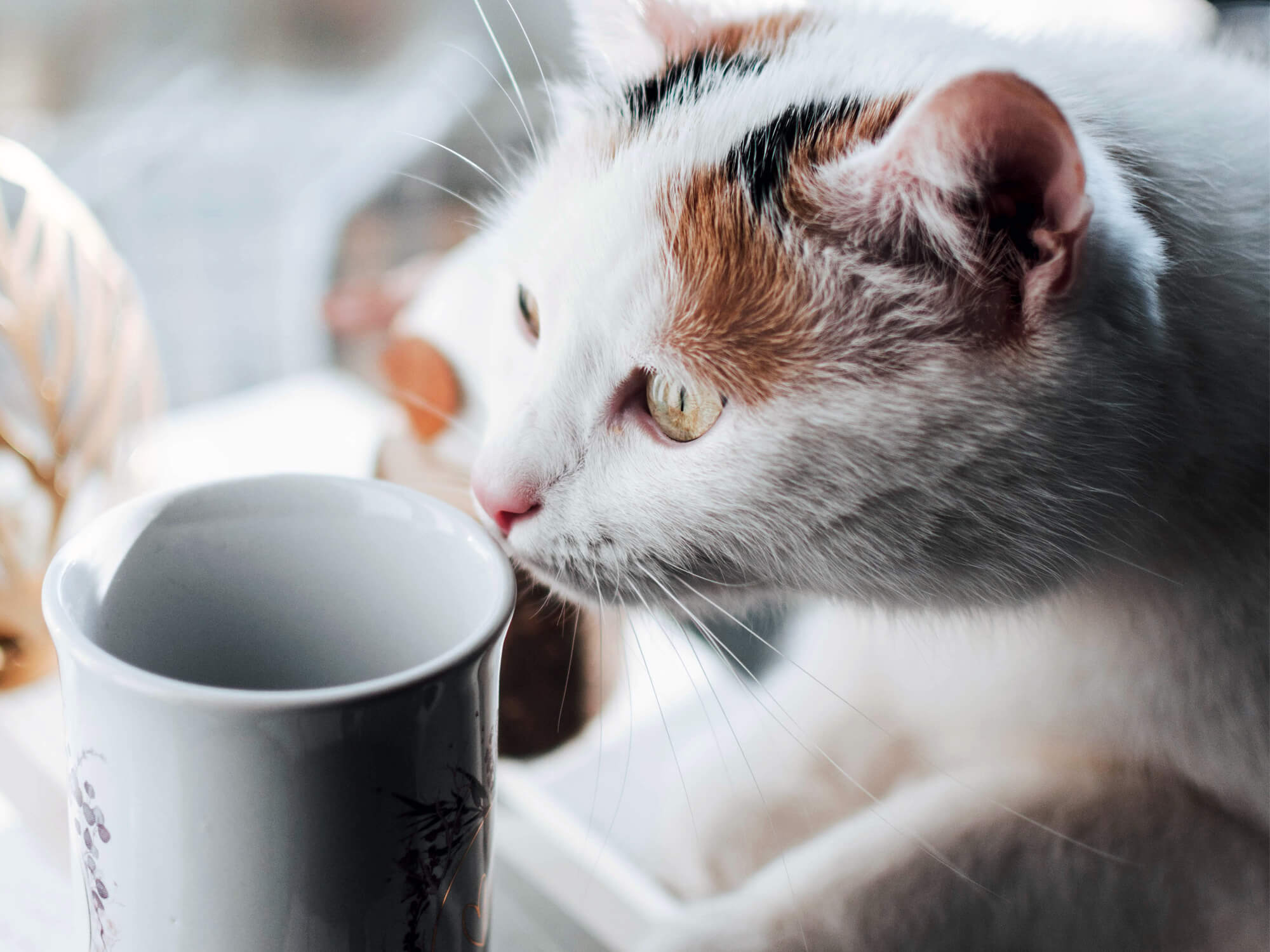 Exploring the Benefits of Cat Water FountainsPetwantPetwant