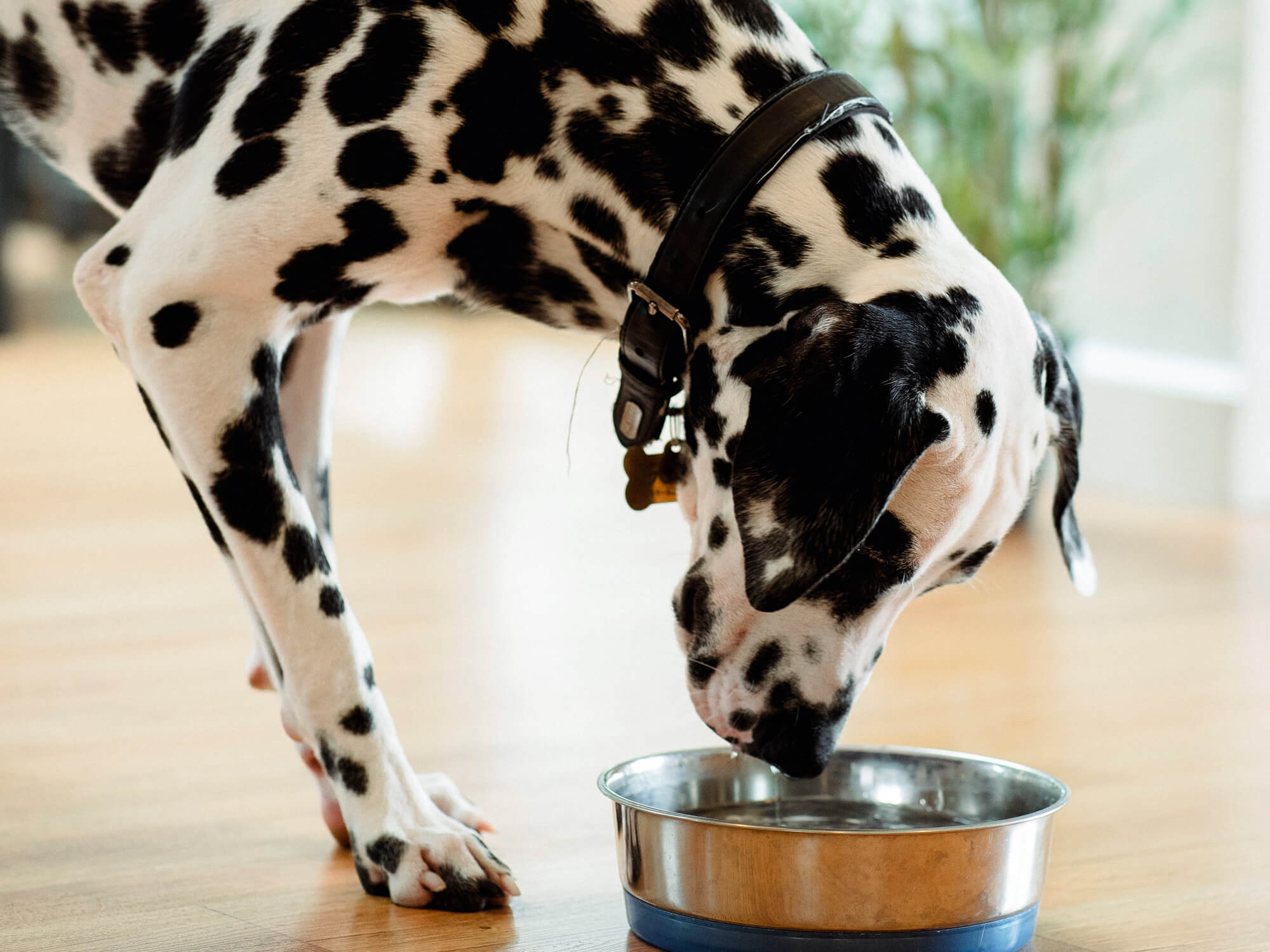 Dog playing in water bowl best sale