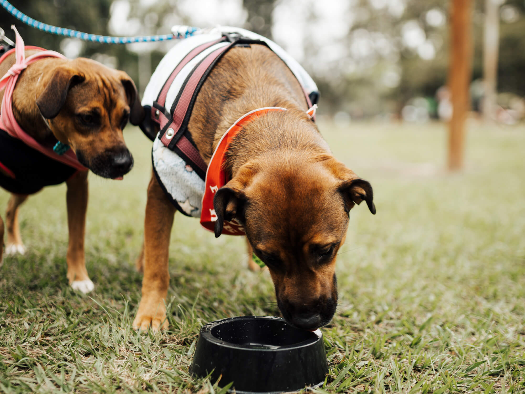 How Long Can Dogs Go Without Water?—PetwantPetwant