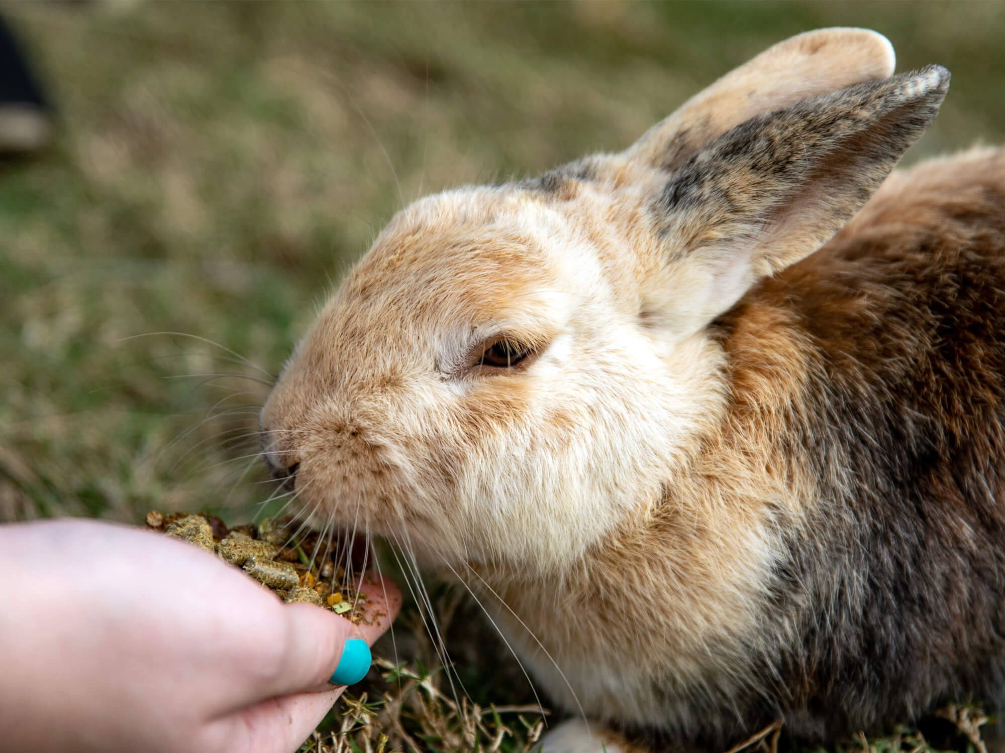 What time of day is best to feed rabbits?-Petwant