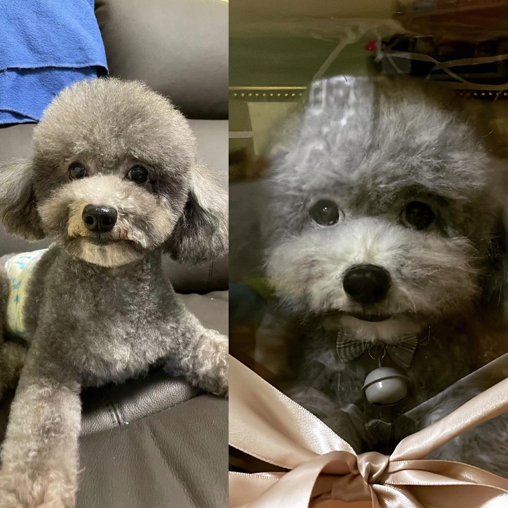 Custom Needle Felted Pet, Felted Animal Pet Parent Gift with Free Acrylic Gift Box - soufeeluk