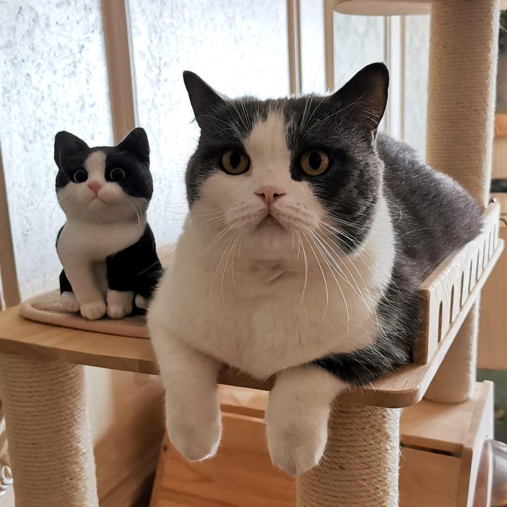 Benutzerdefiniertes Haustierportrait Gefilzter Katzenkörper, Einzigartiges Benutzerdefiniertes Gefilztes Geschenk Für Katzenliebhaber Fertiges Produkt - soufeelde