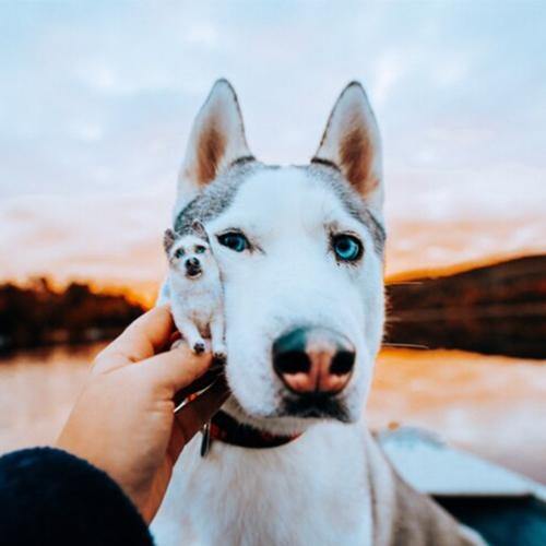 Ornement De Chien Feutré À L'aiguille Personnalisé, Cadeau Commémoratif De Portrait De Chien En Feutre Pour Les Amoureux Des Chiens Avec Boîte-cadeau Gratuite - soufeelfr