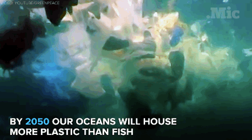 “Plastic bag pollution gif”的图片搜索结果