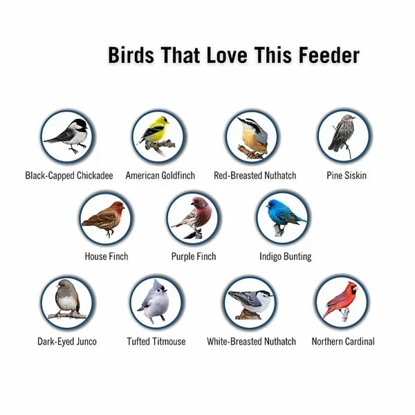 🔥BIG SALE 58% OFF🔥Squirrel-Proof Bird Feeder (🎁BUY 2 EXTRA SAVE 10% OFF & FREE SHIPPING)