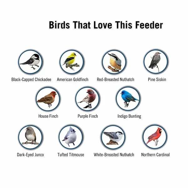 🔥BIG SALE 58% OFF🔥Squirrel-Proof Bird Feeder (🎁BUY 2 EXTRA SAVE 10% OFF & FREE SHIPPING)