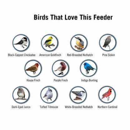🔥BIG SALE 58% OFF🔥Squirrel-Proof Bird Feeder (🎁BUY 2 EXTRA SAVE 10% OFF & FREE SHIPPING)