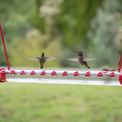 Bob's Best Hummingbird Feeder