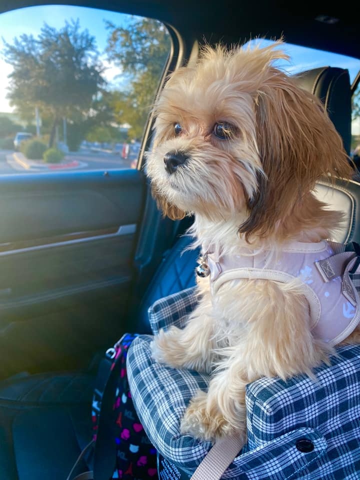 (🔥LAST DAY PROMOTION 50% OFF) - UTOPICATM PET CARPOOL SEAT