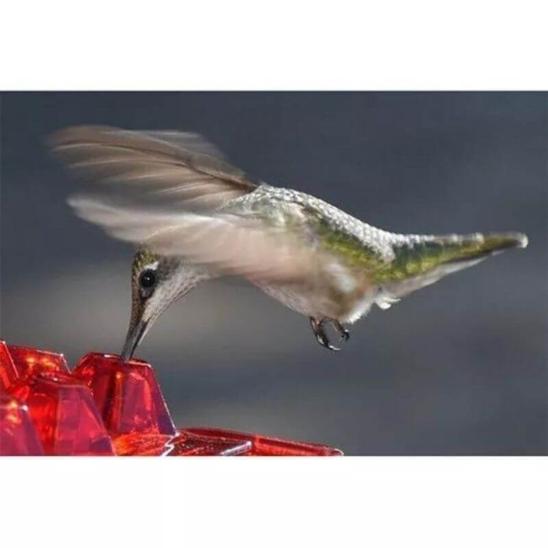 MARY'S HUMMINGBIRD FEEDER WITH PERCH AND BUILT-IN ANT MOAT