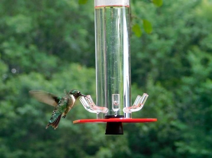 Peter's Hummingbird Feeder