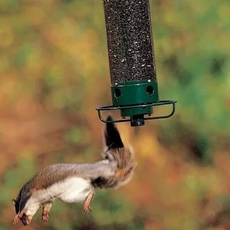 🔥BIG SALE 58% OFF🔥Squirrel-Proof Bird Feeder (🎁BUY 2 EXTRA SAVE 10% OFF & FREE SHIPPING)