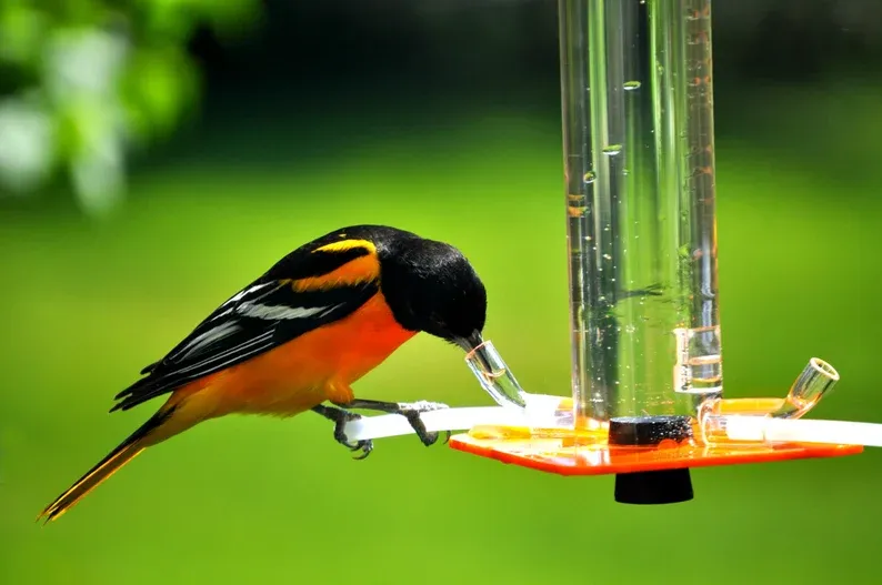 Peter's Hummingbird Feeder