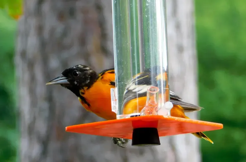 Peter's Hummingbird Feeder