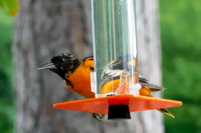 Peter's Hummingbird Feeder