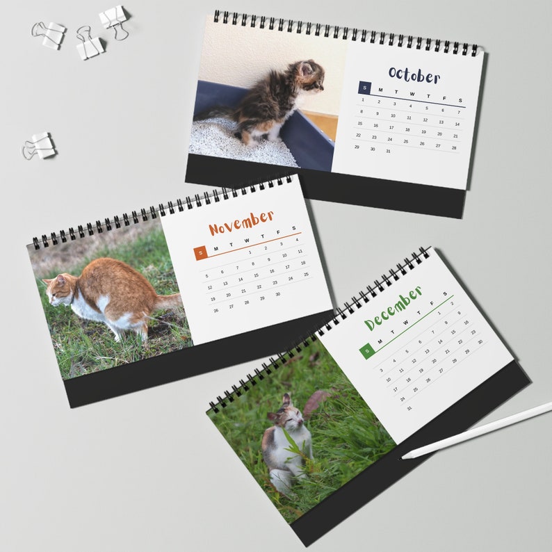 2024 Pooping Cat Desk Calendar