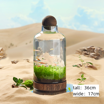 Ecological fish bottle, mini plant