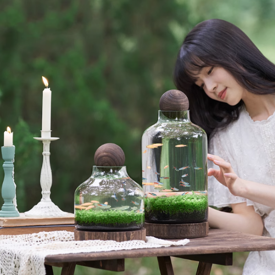 Ecological fish bottle, mini plant