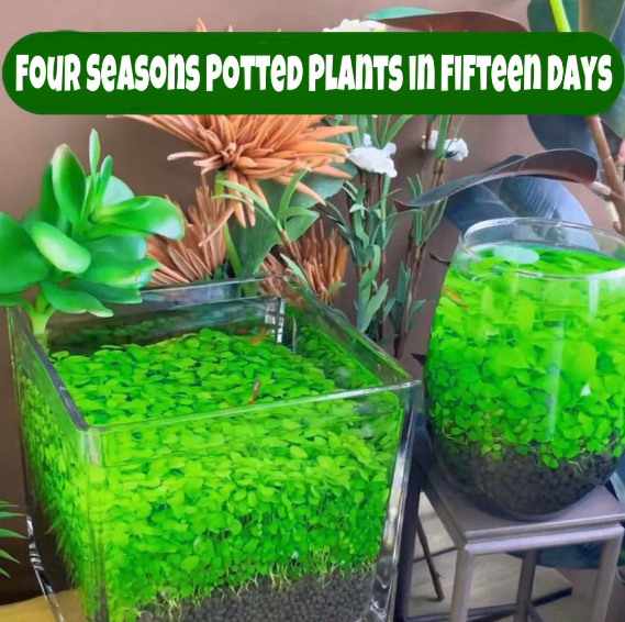 Large pair of leafy water grass seeds