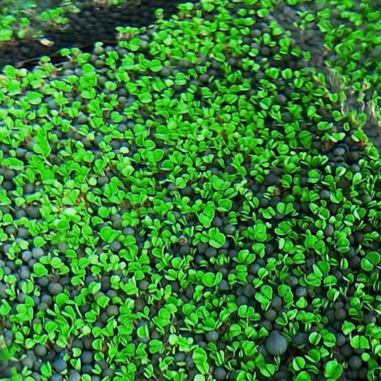 Large pair of leafy water grass seeds