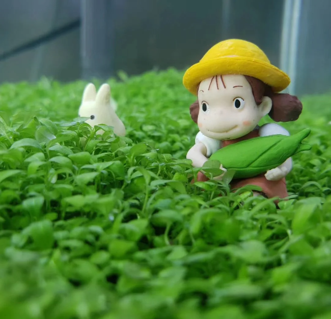 Large pair of leafy water grass seeds