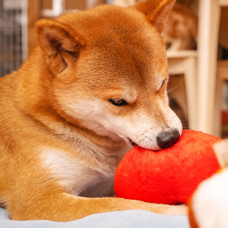 Funny Plush Squeaky Dog Toy - Corgi Butt