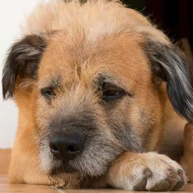 How To Prevent And Treat Puppy Separation Anxiety?-FunnyFuzzy